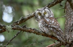 Kuvassa on valokuva helmipöllöstä, joka istuu puun oksalla. Kuvassa myös teksti: copyright Esa's wildphotography
